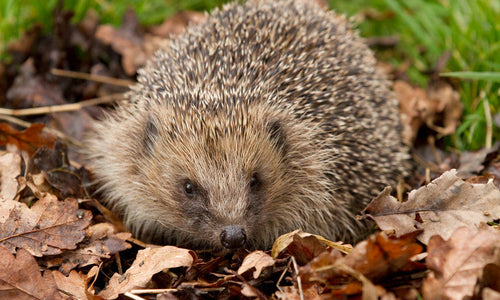 hedgehog