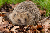hedgehog