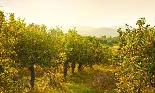 Quando potare gli alberi da frutto: calendario e scale per il frutteto
