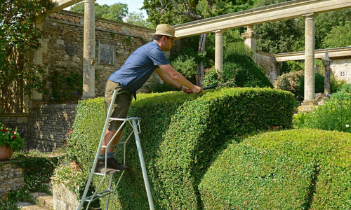 Man on a tripod ladder trimming a hedge