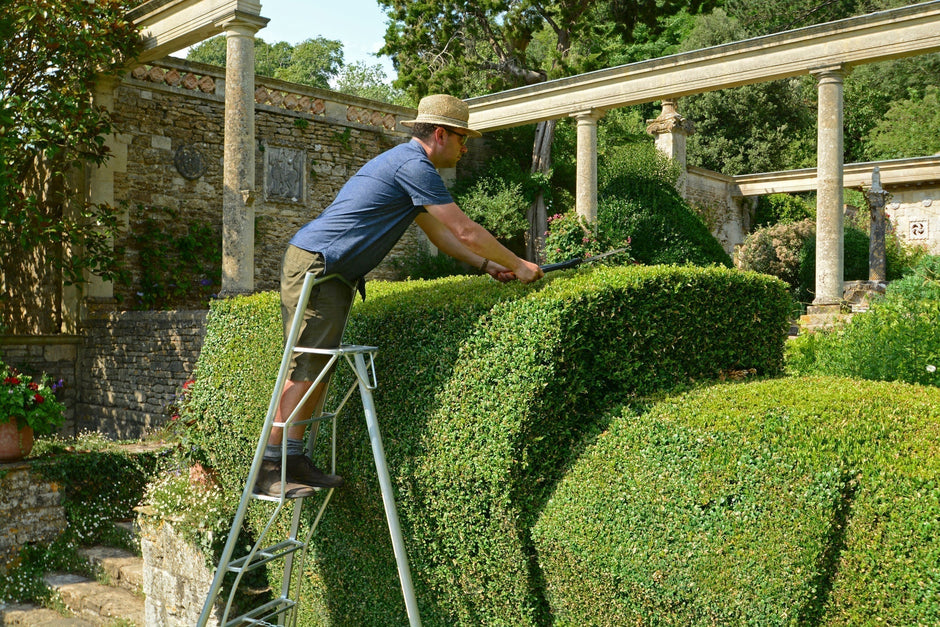 Man on a tripod ladder trimming a hedge