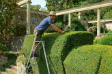 Man on a tripod ladder trimming a hedge