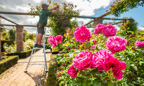 How To Prune Roses In The EU with David Austin Roses