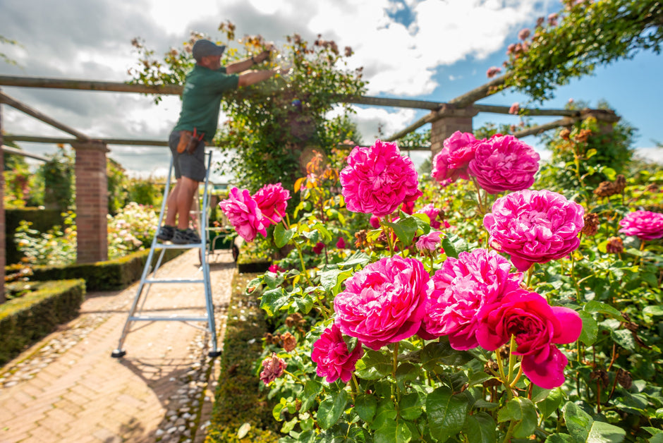 How To Prune Roses In The EU with David Austin Roses