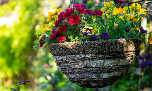 Hanging Baskets For The Summer