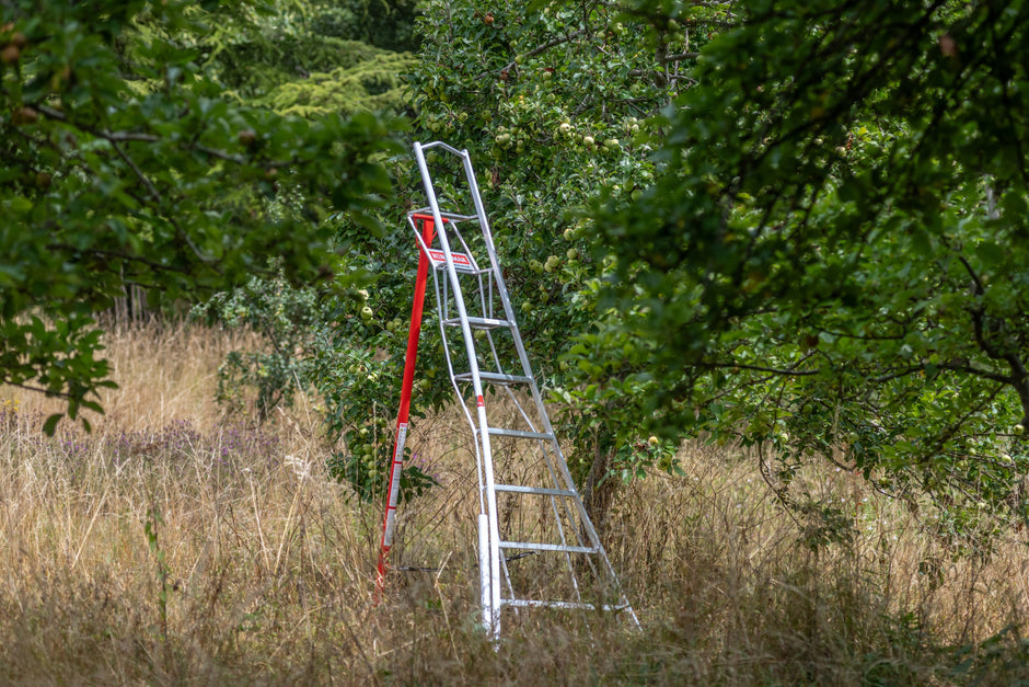 When to Prune Fruit Trees in the Netherlands: our Complete Pruning & Harvest Guide
